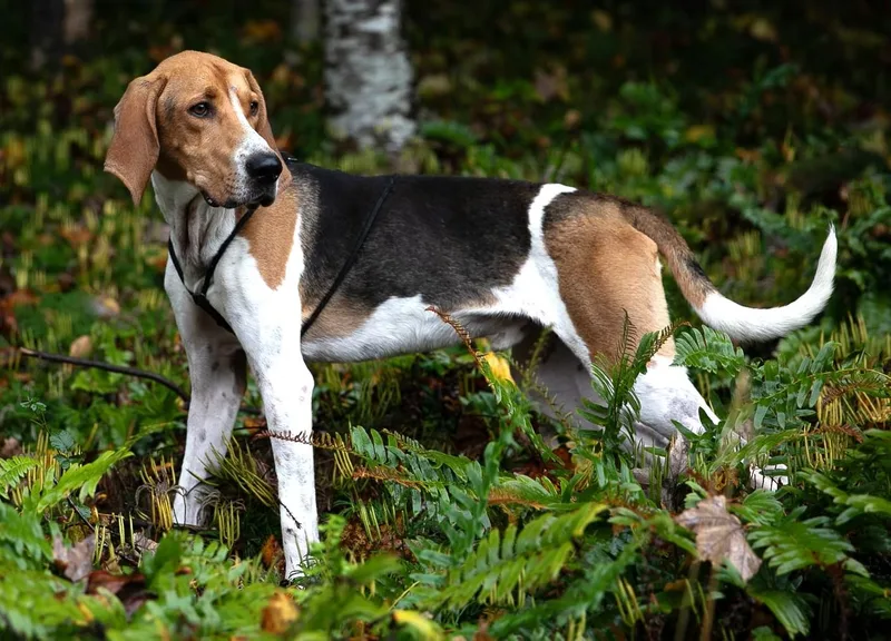 An adult medium-sized male Foxhound dog named Wilie for adoption in Lexington, MA