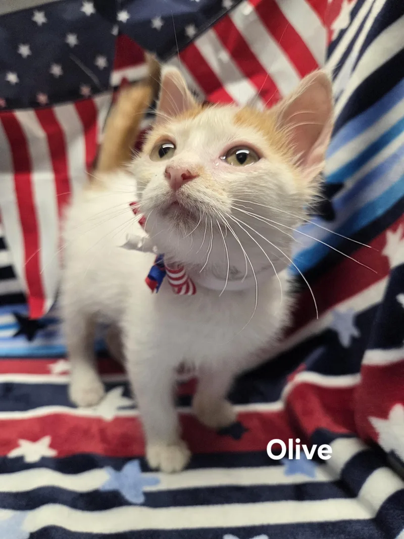 A young small-sized female Orange & White Domestic Medium Hair cat named Olive for adoption in Delray, WV