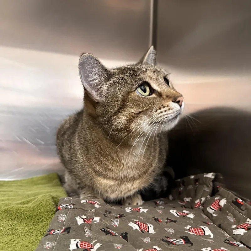 A senior medium-sized female Brown / Chocolate Domestic Short Hair cat named Madison for adoption in Spokane, WA