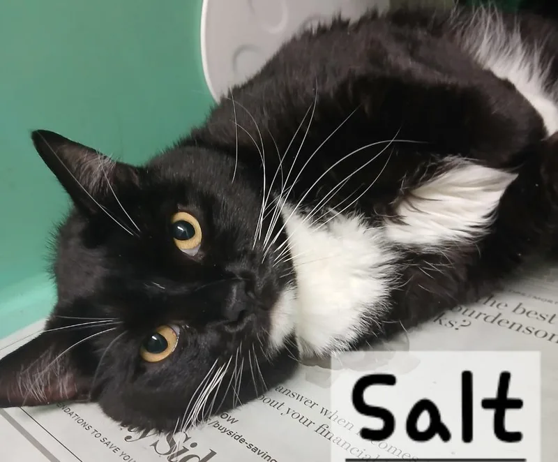 Salt