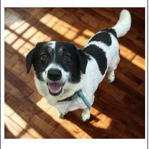 An adult small-sized male Black Mixed Breed dog named Cracker Barrel for adoption in New York, NY