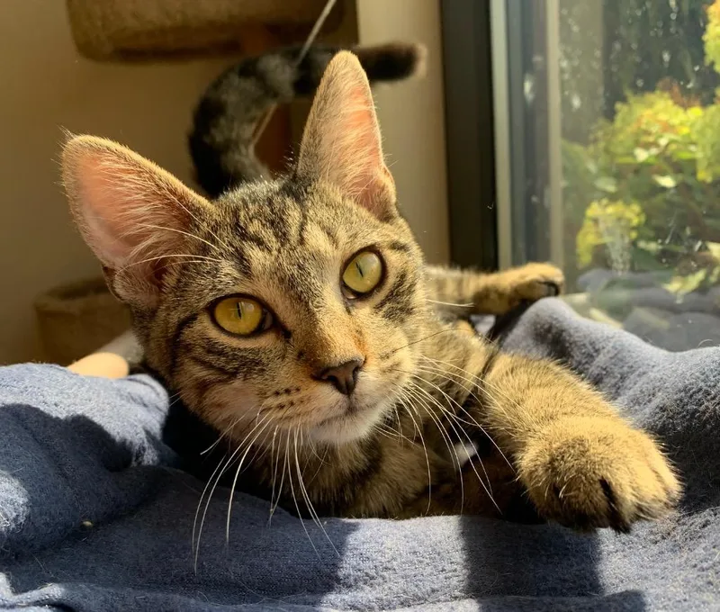 A young small-sized male Domestic Short Hair cat named Tommy for adoption in Fremont, OH