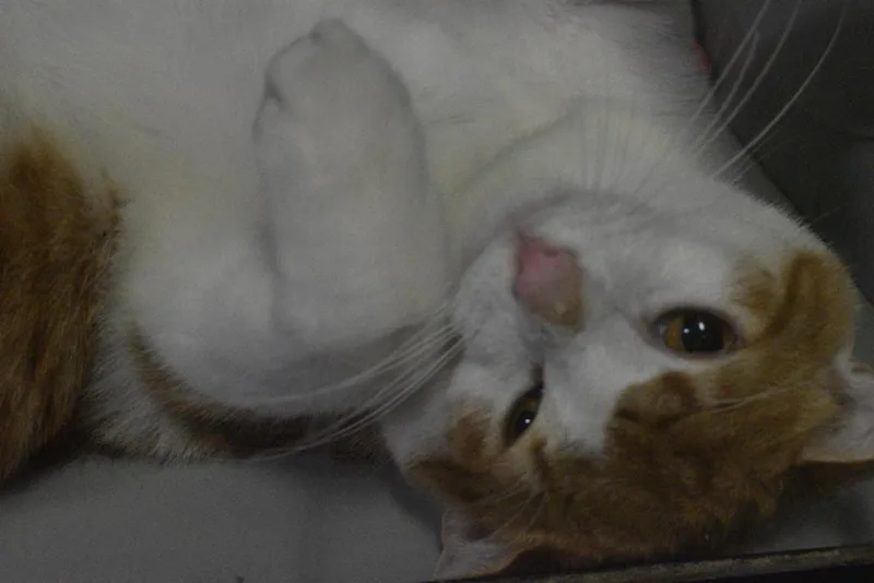 A young medium-sized male Orange & White Domestic Short Hair cat named Creamsicle for adoption in Anoka, MN