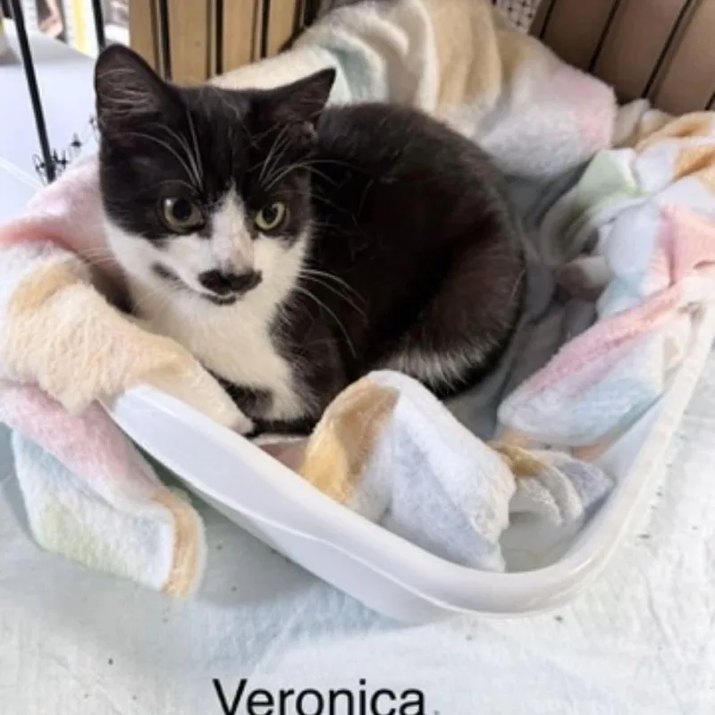 A baby medium-sized female Black & White / Tuxedo Domestic Short Hair cat named Veronica for adoption in Wyandotte, MI
