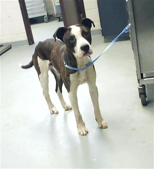 An adult medium-sized male Pit Bull Terrier dog named Rico for adoption in Fayetteville, NC