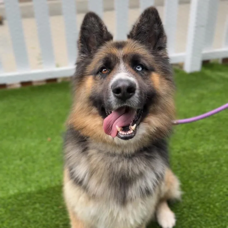 An adult large-sized male Black German Shepherd Dog dog named Koga A for adoption in Mission Hills, CA