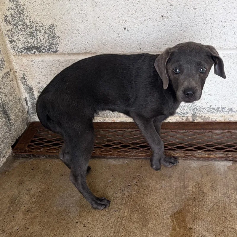 A baby small-sized female Gray / Blue / Silver Labrador Retriever dog named Lilo for adoption in Edinburg, TX