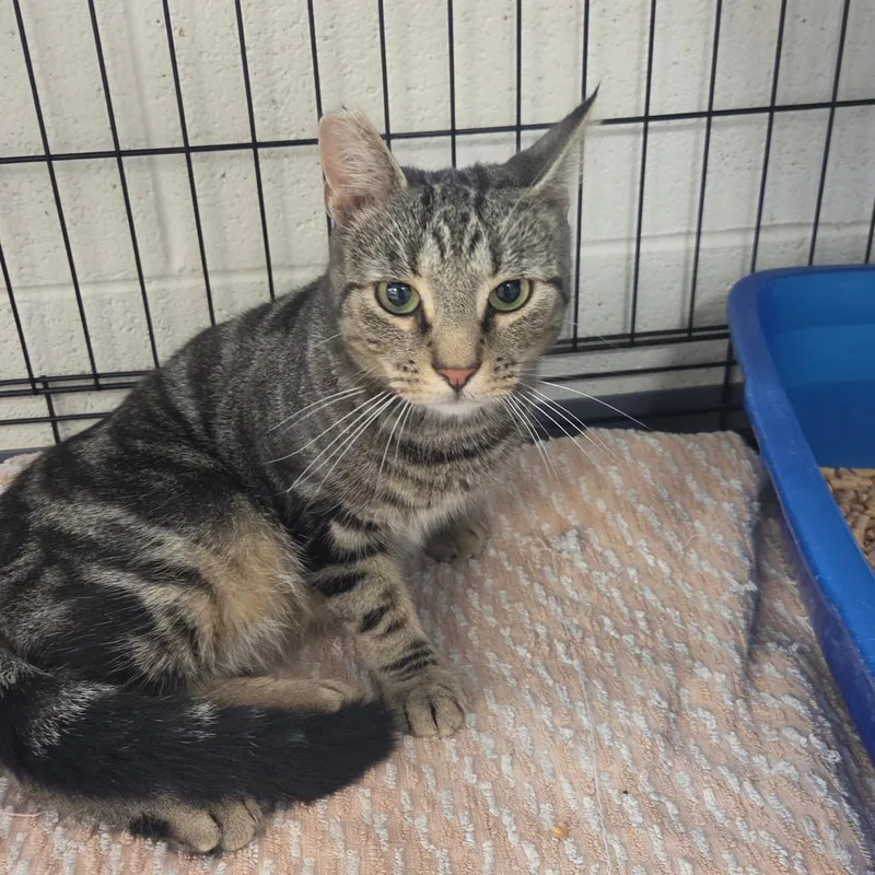 A young small-sized male Brown / Chocolate Domestic Short Hair cat named Gaiear for adoption in Rocky Mount, VA