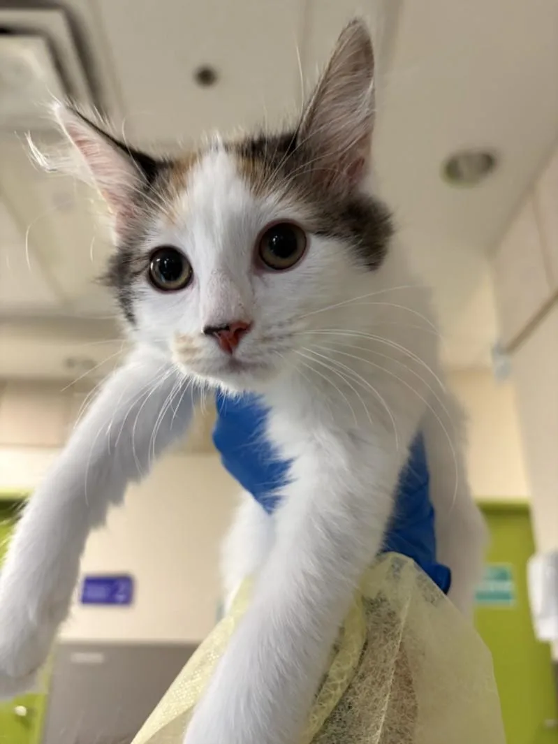 A baby small-sized female Domestic Short Hair cat named Hannah for adoption in Las Vegas, NV
