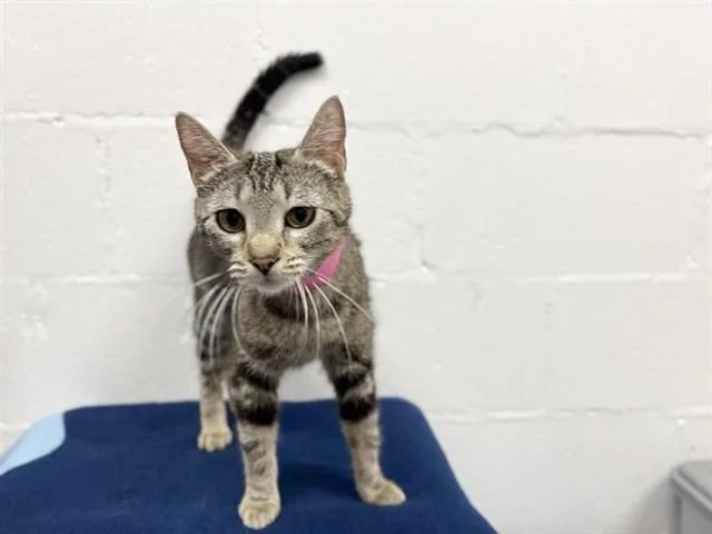 A young large-sized female Domestic Short Hair cat named Raspberry for adoption in Saint Louis, MO