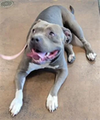 A young large-sized male Pit Bull Terrier dog named Loco for adoption in Van Nuys, CA