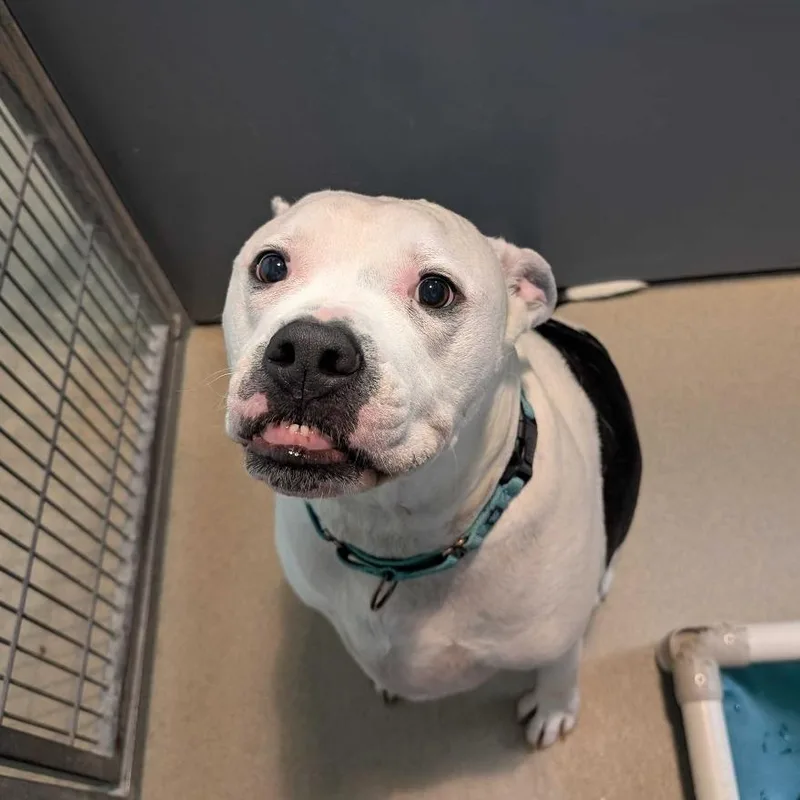 An adult large-sized male White / Cream Mixed Breed dog named Olaf for adoption in Fredericksburg, VA