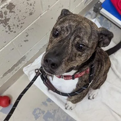 Leonardo thumbnail 3