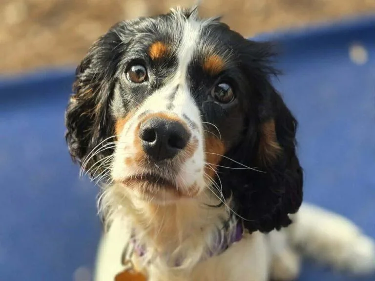 A young medium-sized female White / Cream English Springer Spaniel dog named Gabby for adoption in Red Hook, NY