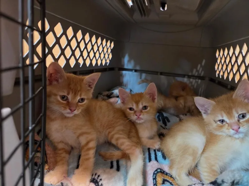 A baby medium-sized male Domestic Short Hair cat named Bryce for adoption in Tampa, FL