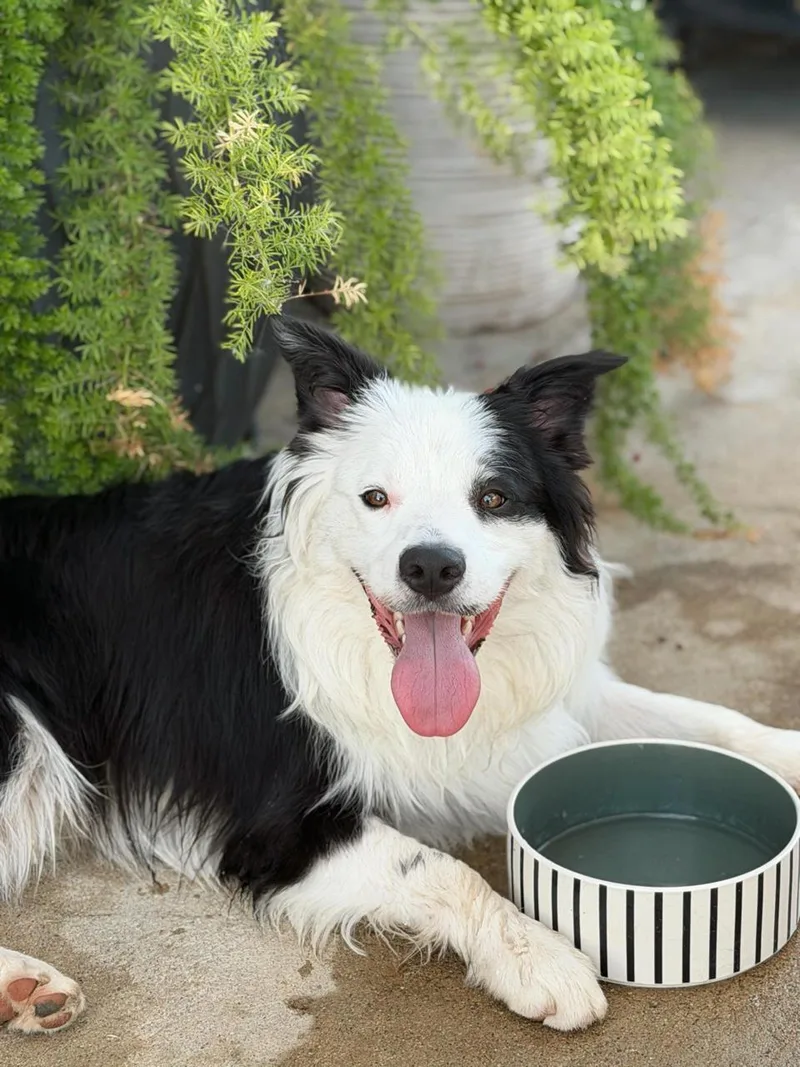 A baby medium-sized male Black Bearded Collie dog named Peanut for adoption in Los Angeles, CA