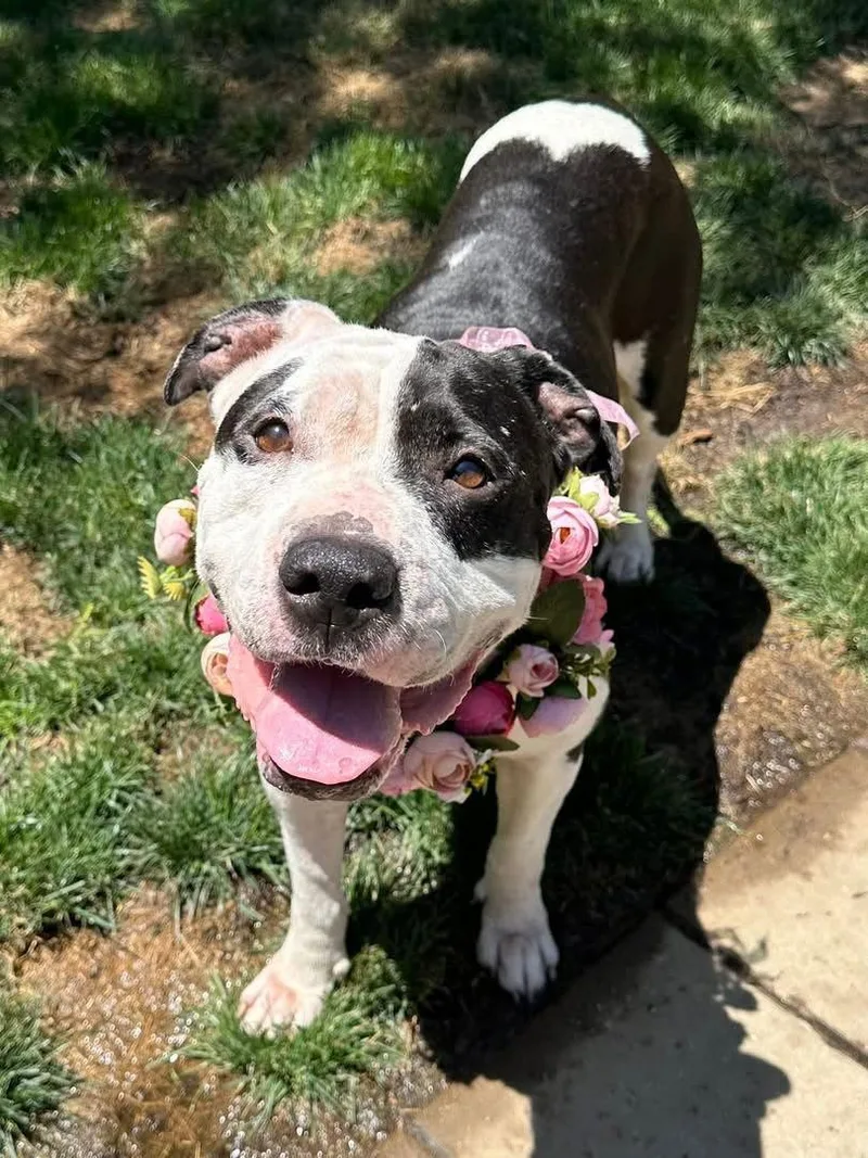 An adult large-sized female Pit Bull Terrier dog named Clarabelle for adoption in Redlands, CA