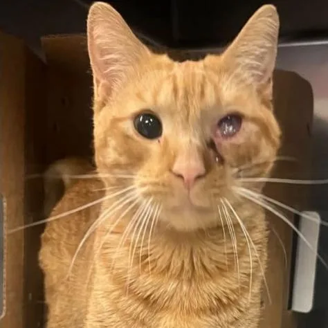 A young medium-sized male Orange / Red Domestic Short Hair cat named Sunny for adoption in Skokie, IL