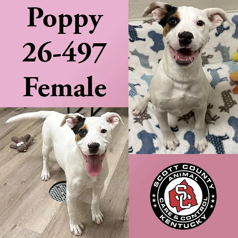 A young large-sized female Terrier dog named Poppy for adoption in Georgetown, KY