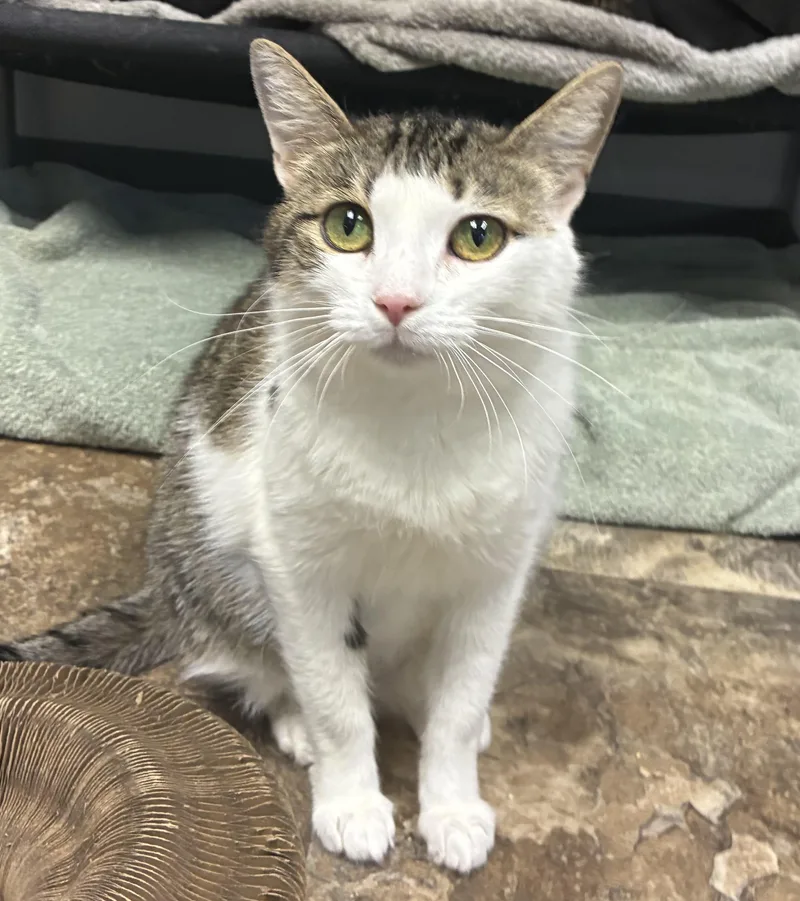 An adult medium-sized female Tabby (Tiger Striped) Domestic Short Hair cat named Danu for adoption in Breinigsville, PA