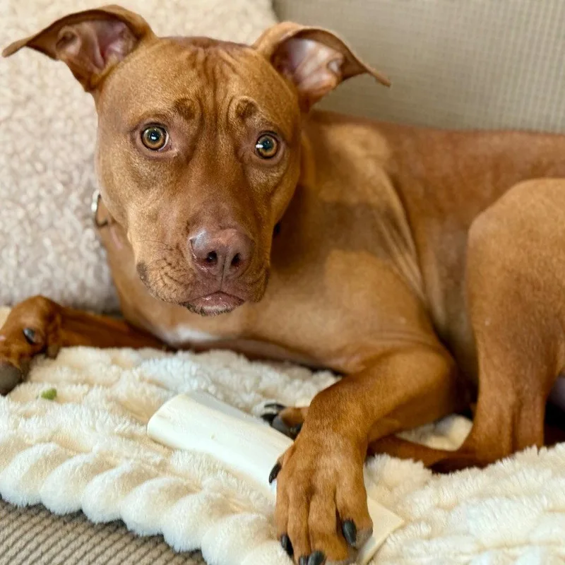 A young medium-sized male Terrier dog named Rocky for adoption in Bloomfield, CT
