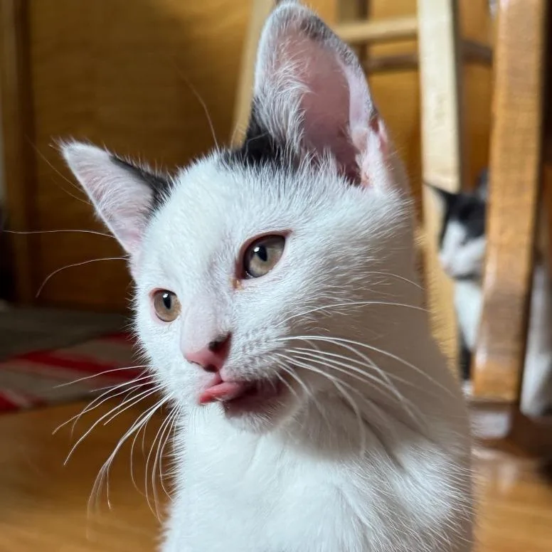 A baby small-sized male White Domestic Short Hair cat named Buttons for adoption in Laramie, WY