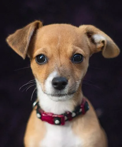 A baby small-sized female Terrier dog named Trixie for adoption in Encinitas, CA