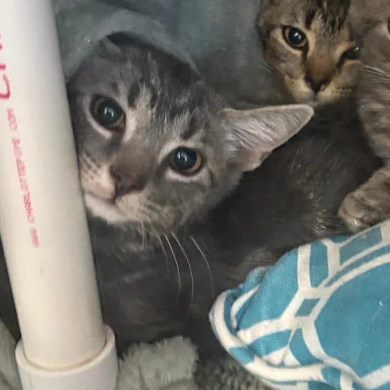 A baby small-sized female Gray / Blue / Silver Domestic Short Hair cat named Schepers for adoption in Charlottesville, VA