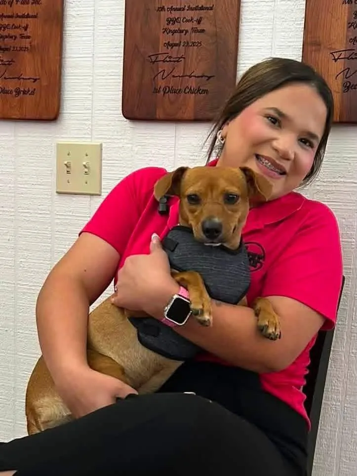 A young small-sized female Golden Chihuahua dog named Vixen for adoption in Elkhorn, WI