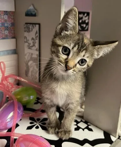 A young small-sized female Domestic Short Hair cat named Scandi for adoption in Beatrice, NE