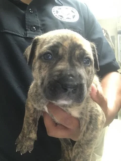 A baby small-sized female Pit Bull Terrier dog named Peasy for adoption in Conroe, TX