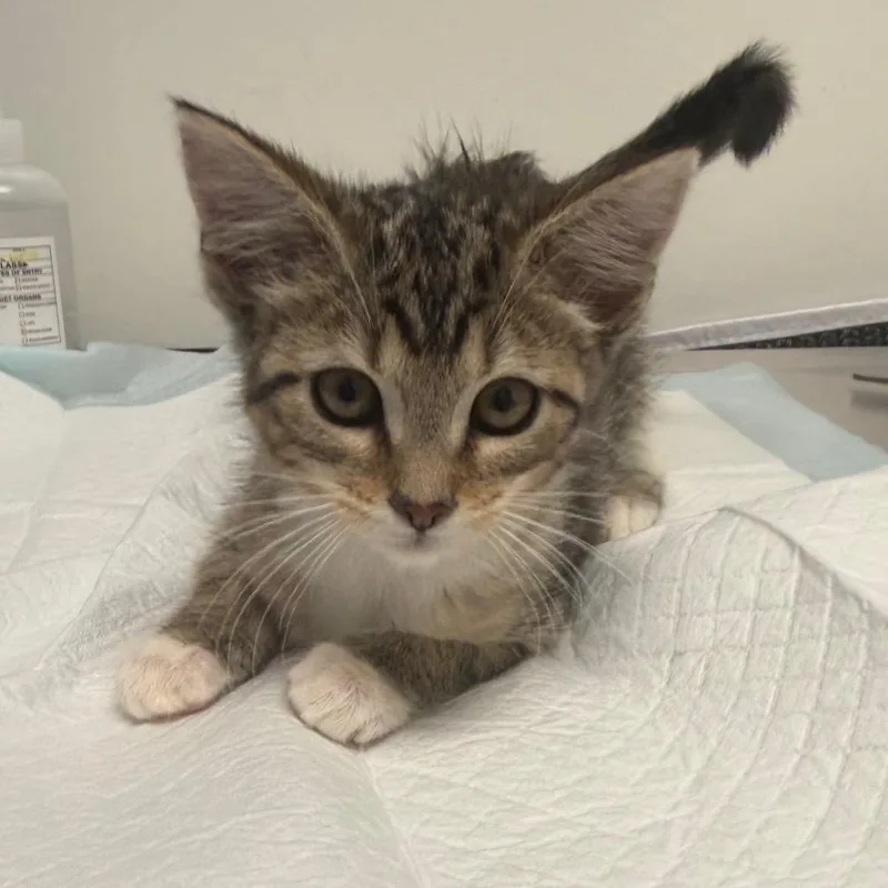 A baby small-sized female Brown / Chocolate Domestic Short Hair cat named Lucinda for adoption in Nashville, TN