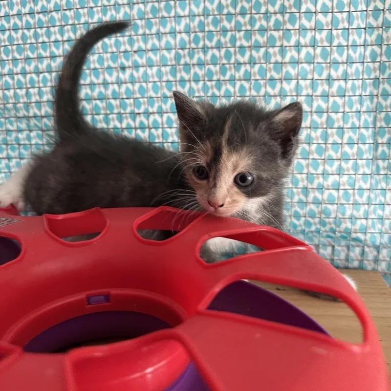 A baby small-sized female Calico Domestic Medium Hair cat named Anise for adoption in Wappingers Falls, NY