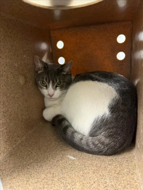 An adult medium-sized female Domestic Short Hair cat named Ray Ray for adoption in Woodland, CA