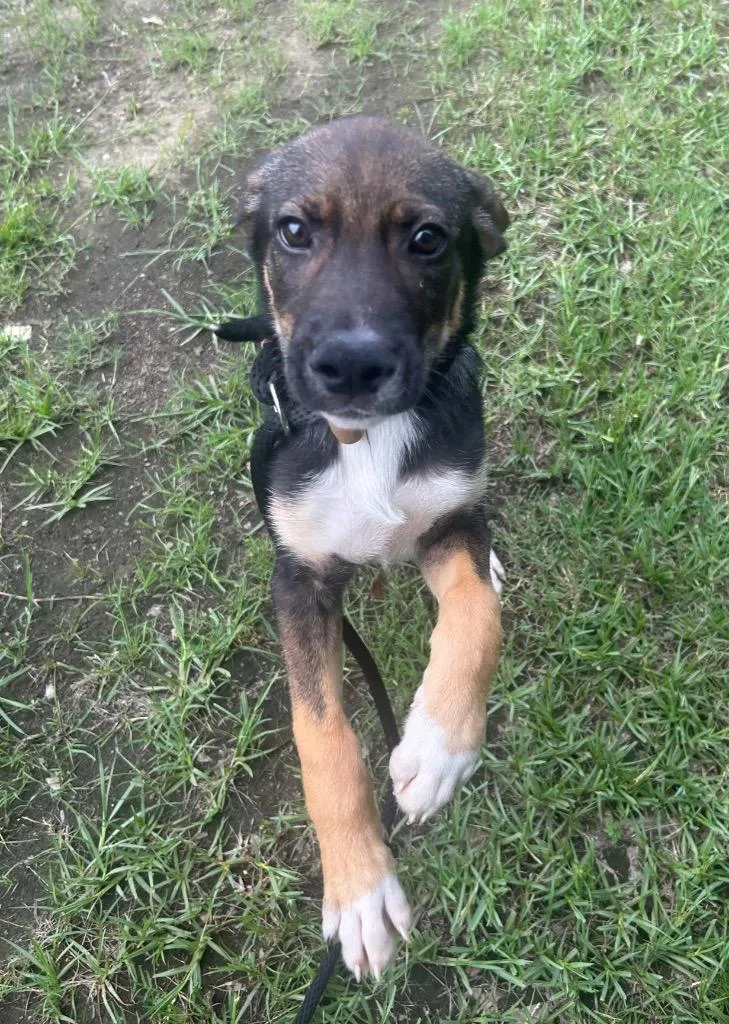 A baby medium-sized male Labrador Retriever dog named Sebastian for adoption in Benton, AR