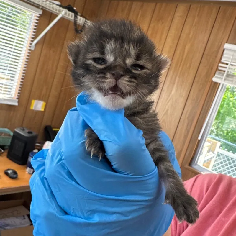A baby small-sized male Black Domestic Short Hair cat named Pringles for adoption in Columbiana, AL