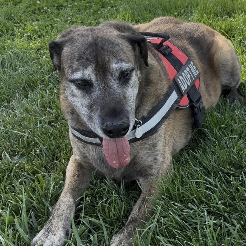 A senior extra large-sized male Brindle German Shepherd Dog dog named Jd for adoption in Pahrump, NV
