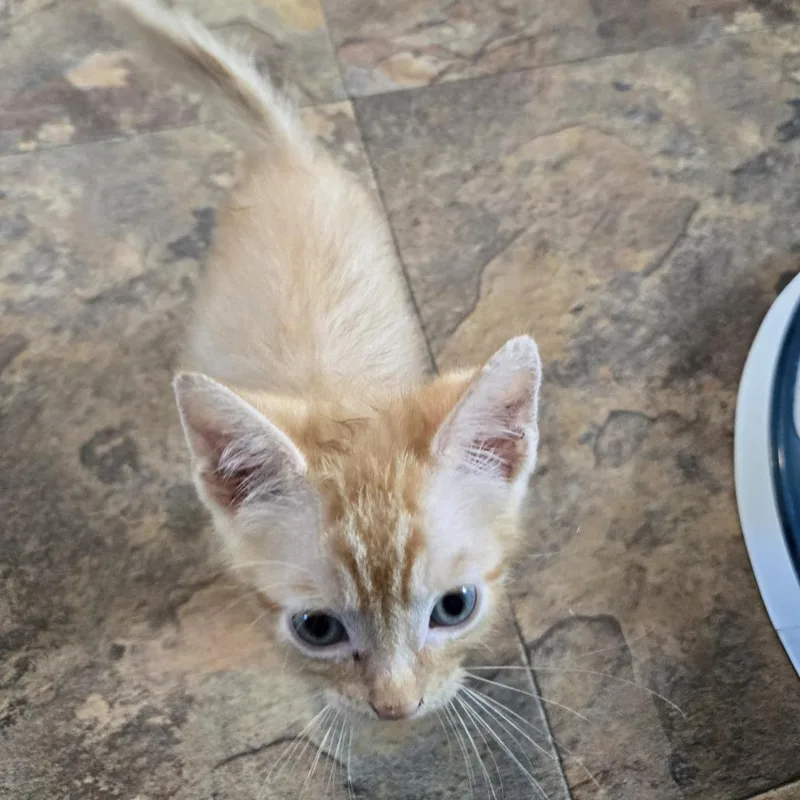 A baby small-sized male Orange / Red Domestic Short Hair cat named Bubble Gum for adoption in San Antonio, TX