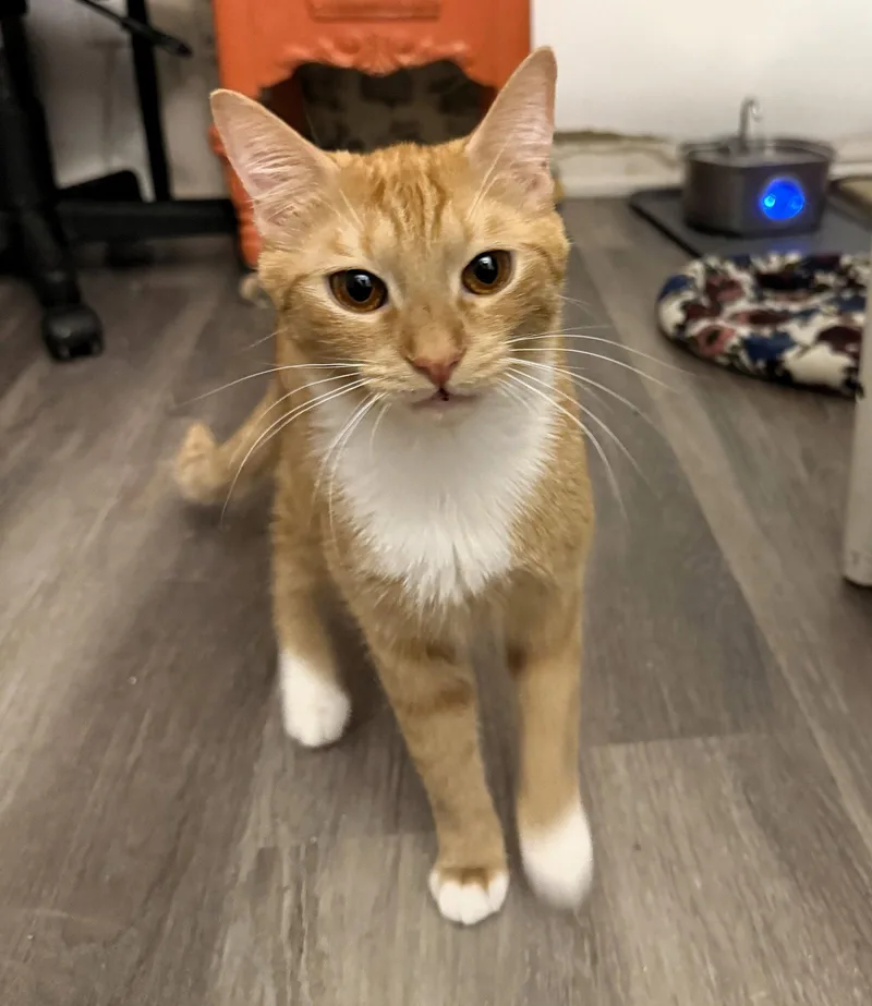 Farrah