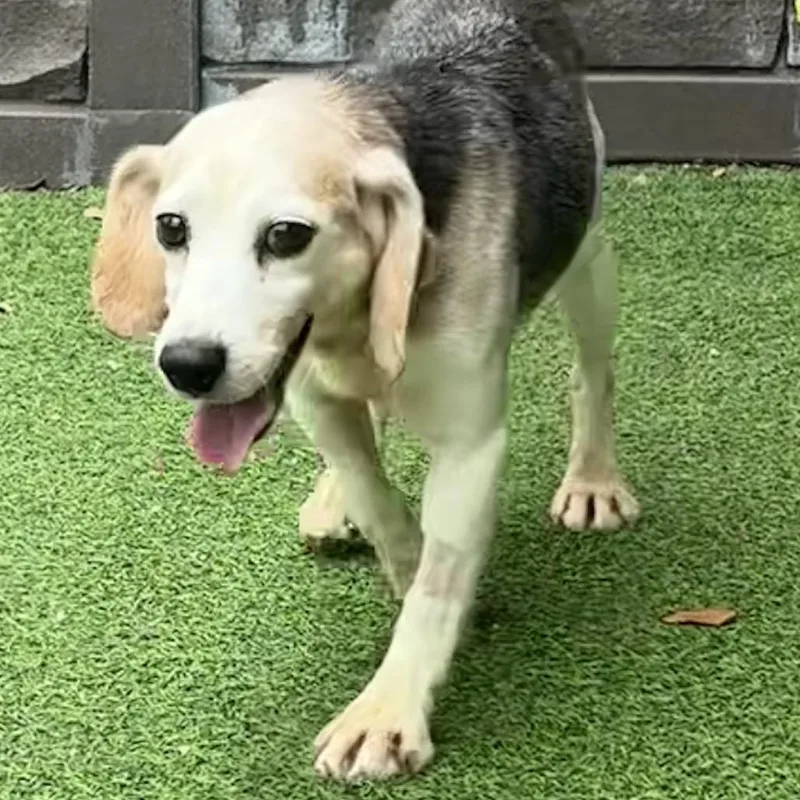 A senior small-sized male Beagle dog named Post for adoption in Lauderhill, FL