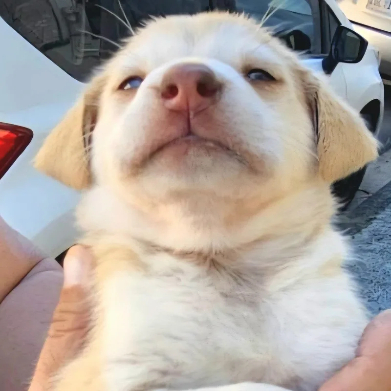 Giovanni "the Forever Love