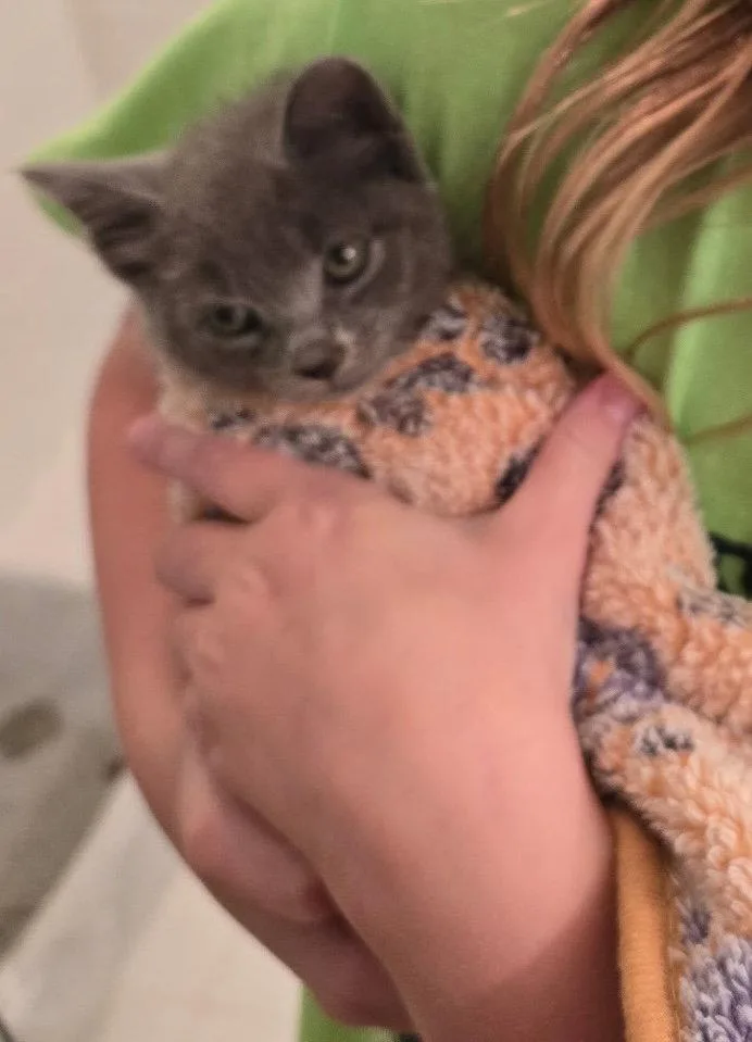 A baby medium-sized male Gray / Blue / Silver Russian Blue cat named Little Sprout for adoption in Buford, GA
