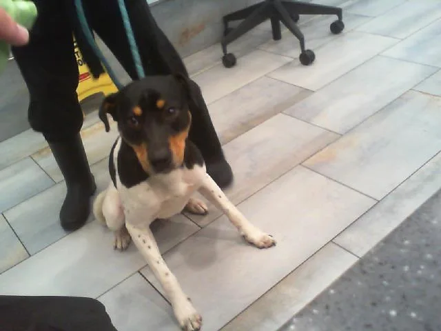 A young medium-sized male Labrador Retriever dog named Knight Sky for adoption in Charlotte, NC