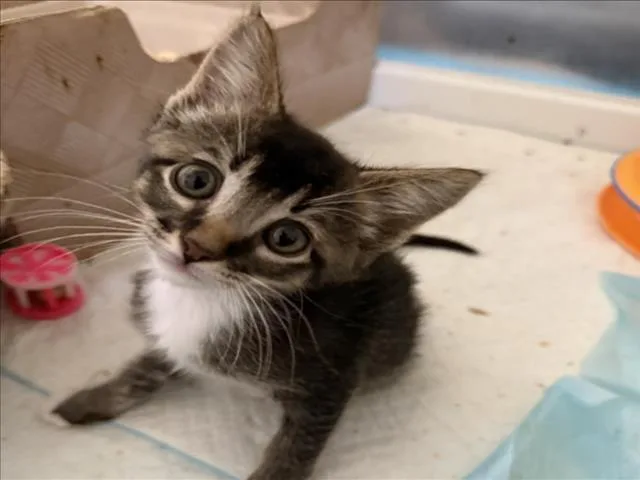 A baby small-sized male Brown / Chocolate Domestic Short Hair cat named Hawkeye for adoption in Woodland, CA
