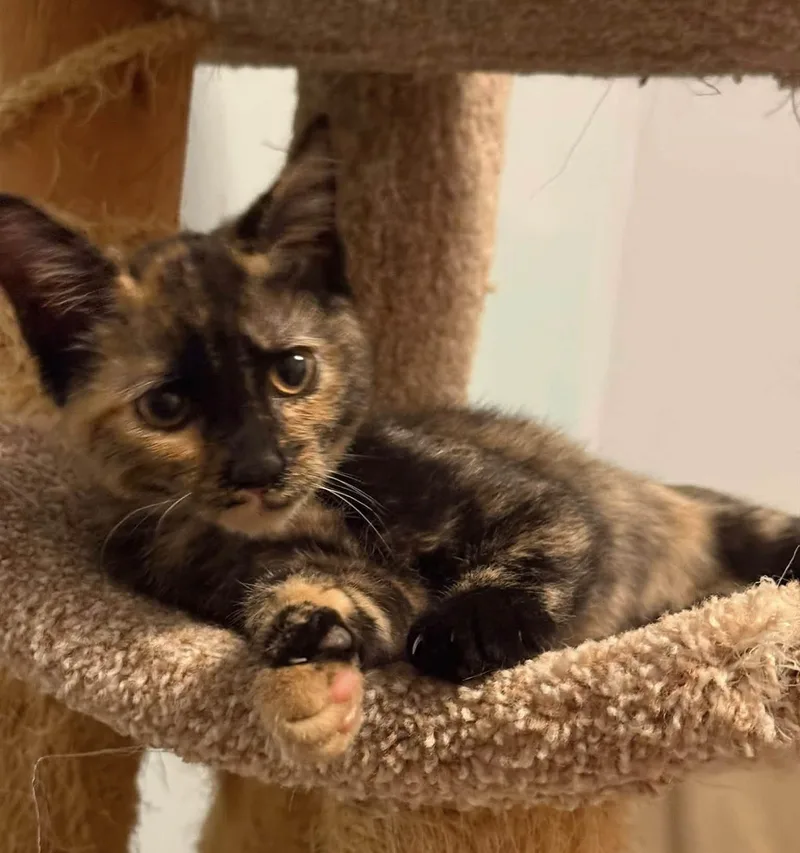 A baby medium-sized female Tortoiseshell cat named Suki for adoption in Independence, OH