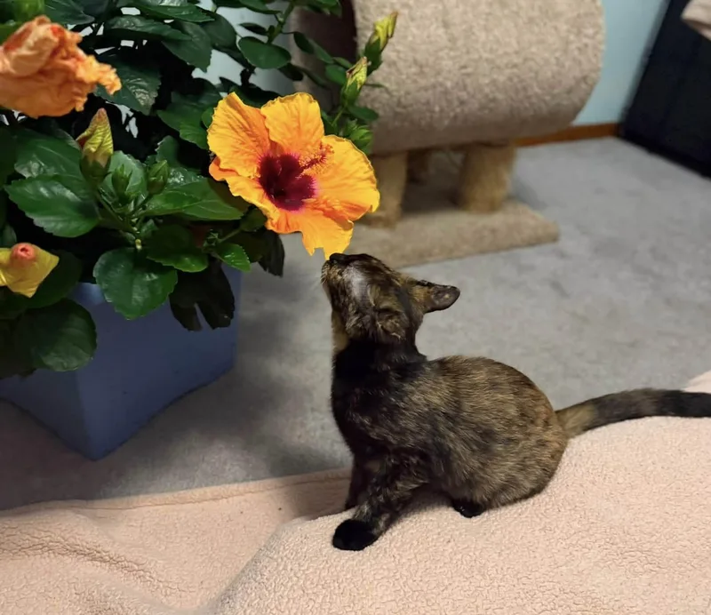Suki thumbnail 3