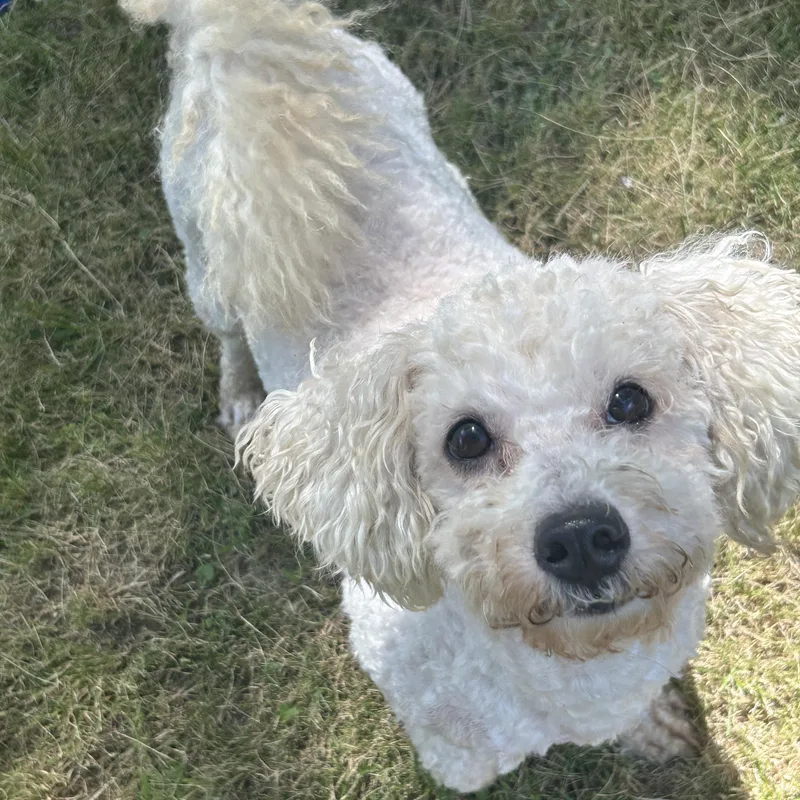 An adult small-sized female White / Cream Poodle dog named Teddi for adoption in Foley, AL