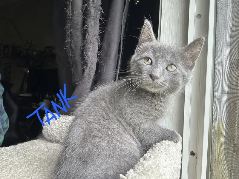 A baby small-sized male Domestic Short Hair cat named Tank for adoption in Indianapolis, IN