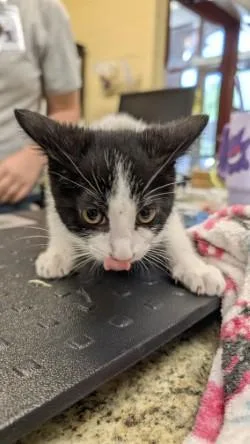 An adult small-sized female Domestic Short Hair cat named Castiel for adoption in Independence, MO