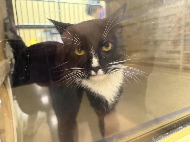 An adult medium-sized female Black & White / Tuxedo Domestic Short Hair cat named Mouse for adoption in Wheaton, IL